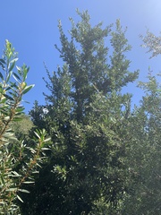 Banksia serrata