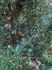 Banksia serrata