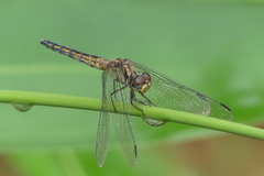 Indothemis carnatica