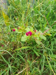 Boerhavia coccinea