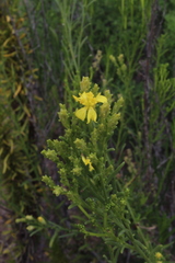 Pleocarphus revolutus