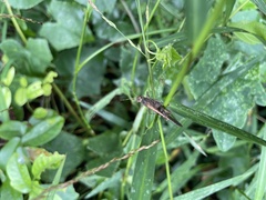 Trilophidia annulata