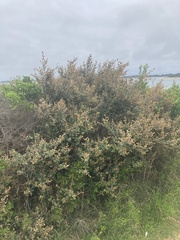 Pomaderris paniculosa