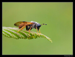 Trichiosoma triangulum