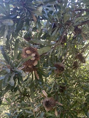 Banksia serrata