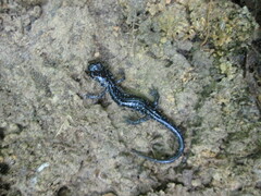 Plethodon cylindraceus
