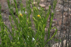 Pleocarphus revolutus