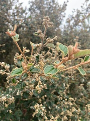 Pomaderris paniculosa