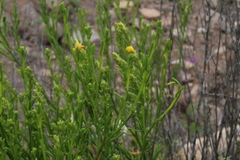 Pleocarphus revolutus