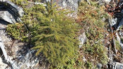 Picea jezoensis