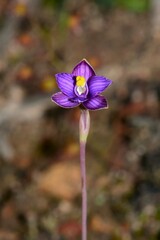 Thelymitra matthewsii
