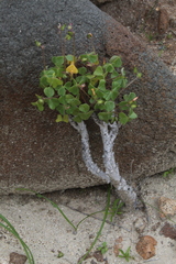 Oxalis megalorrhiza