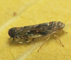 Scaphoideus