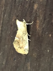 Hypsoropha hormos