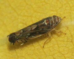 Scaphoideus