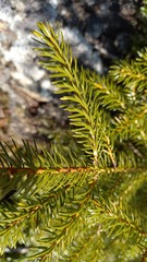 Picea jezoensis