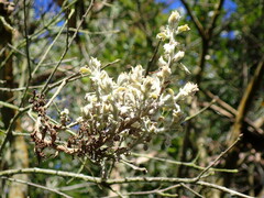 Cystotheca lanestris