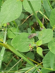 Catorhintha selector