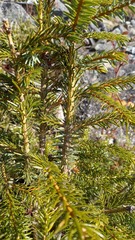 Picea jezoensis