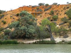 Eucalyptus largiflorens
