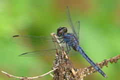 Indothemis carnatica