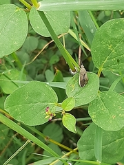 Catorhintha selector