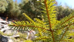 Picea jezoensis
