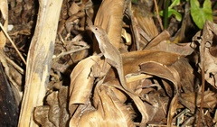 Anolis cristatellus