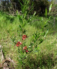 Dodonaea viscosa spatulata