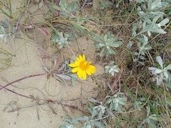 Senecio crassiflorus