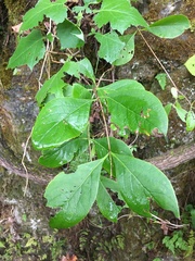 Lonicera flava