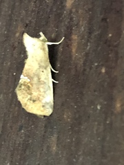 Hypsoropha hormos