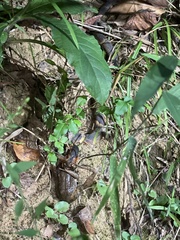 Nerodia fasciata confluens
