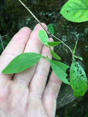 Lonicera flava