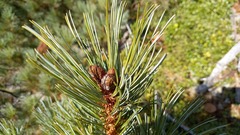 Pinus pumila
