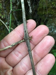 Lonicera flava