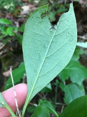 Lonicera flava