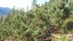 Pinus pumila