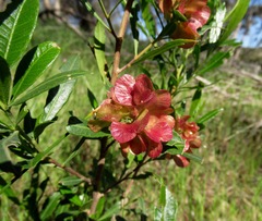 Dodonaea viscosa spatulata