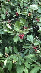 Crataegus chrysocarpa