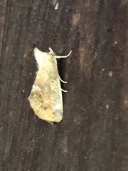 Hypsoropha hormos