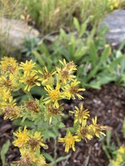 Solidago multiradiata