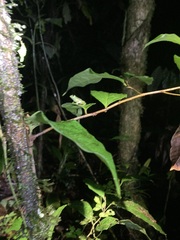 Espadarana prosoblepon