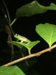 Espadarana prosoblepon