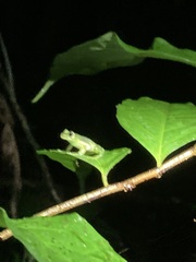 Espadarana prosoblepon