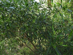 Dodonaea viscosa spatulata