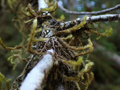 Antitrichia curtipendula