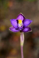 Thelymitra matthewsii