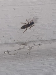 Cymatodera undulata