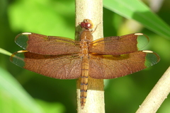 Neurothemis fulvia